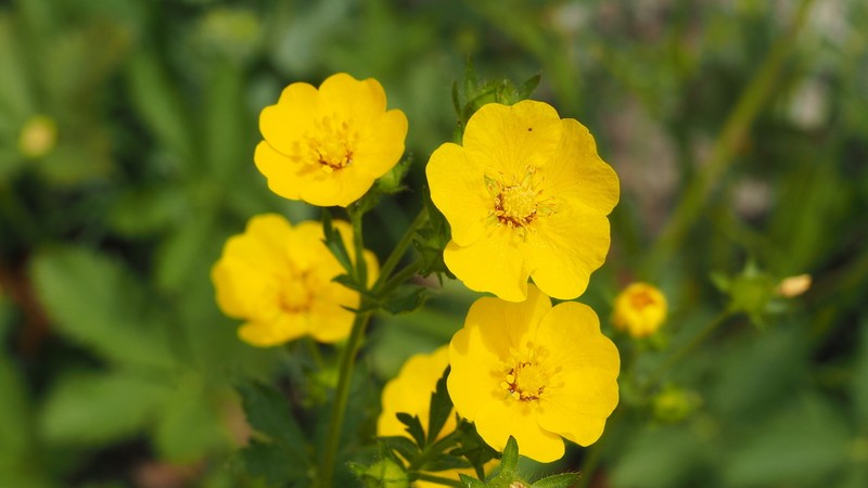Potentilla asiatica photo 7