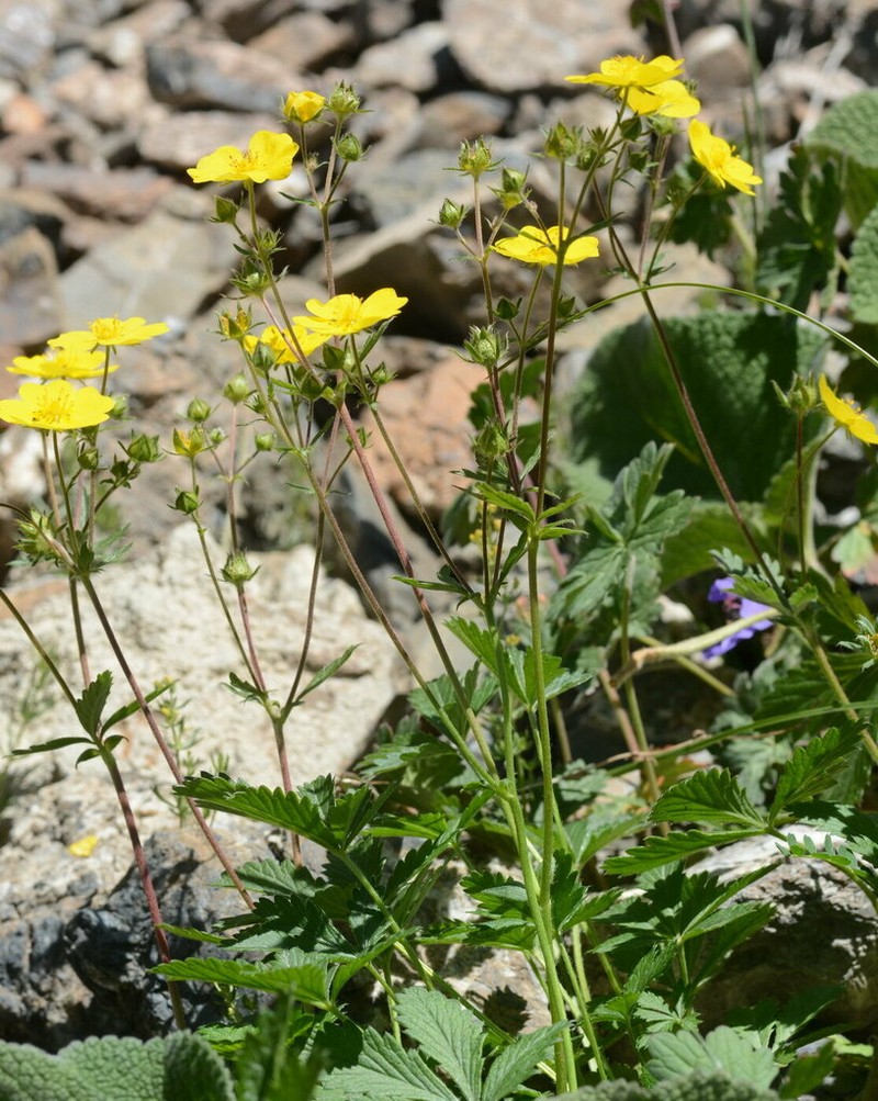 Potentilla asiatica photo 8