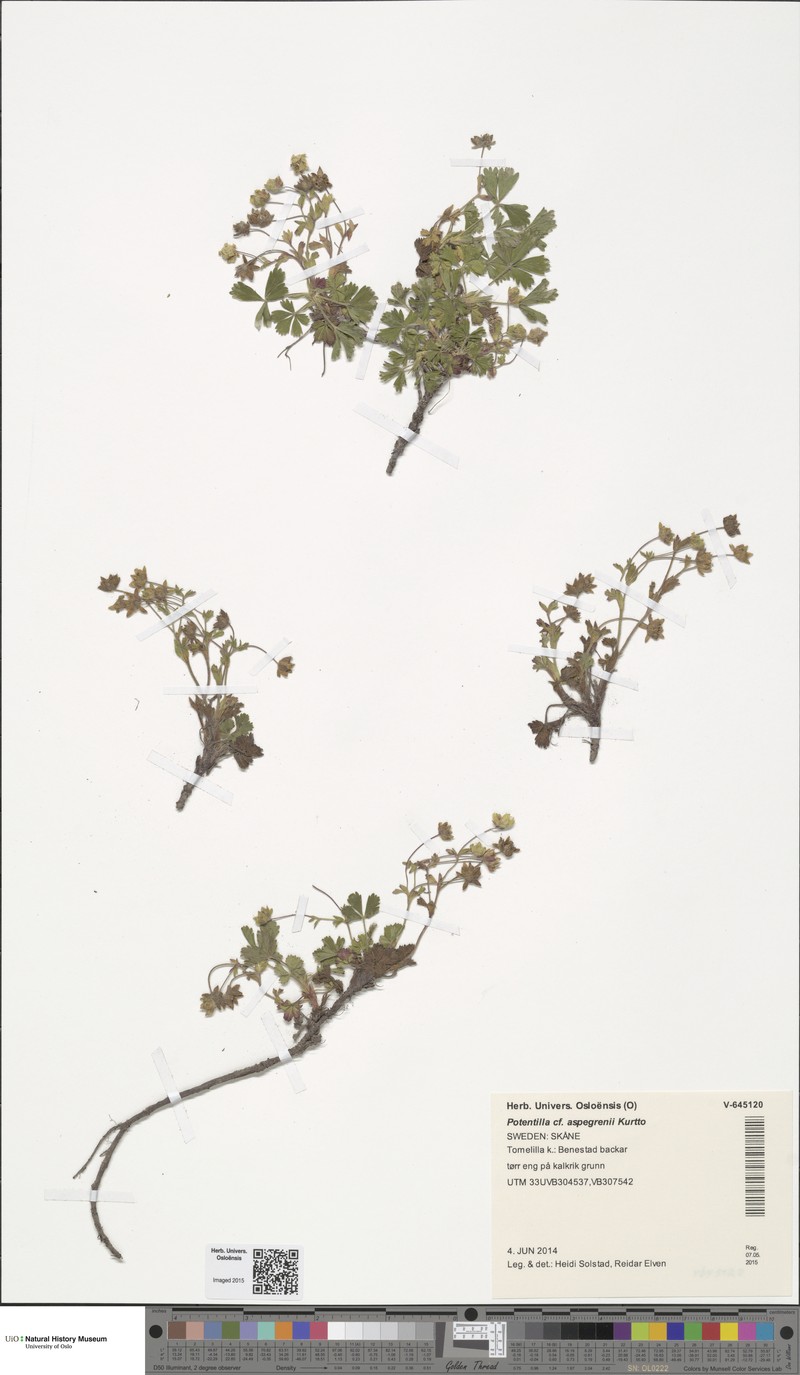 Potentilla aspegrenii