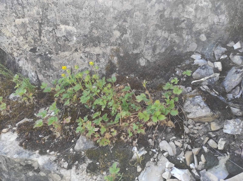 Potentilla asperrima photo 2