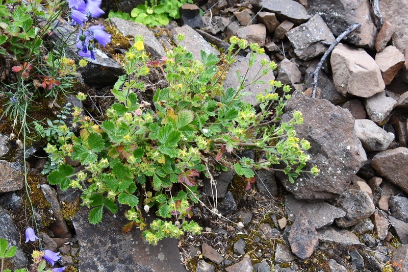 Potentilla asperrima photo 3