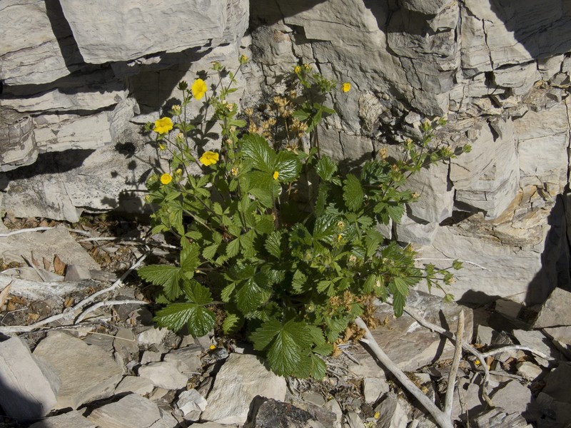 Potentilla asperrima photo 4