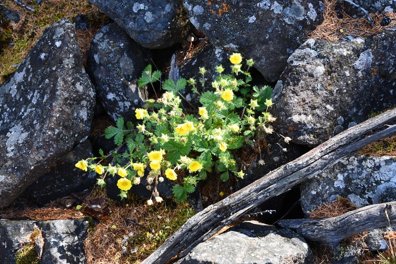 Potentilla asperrima photo 5