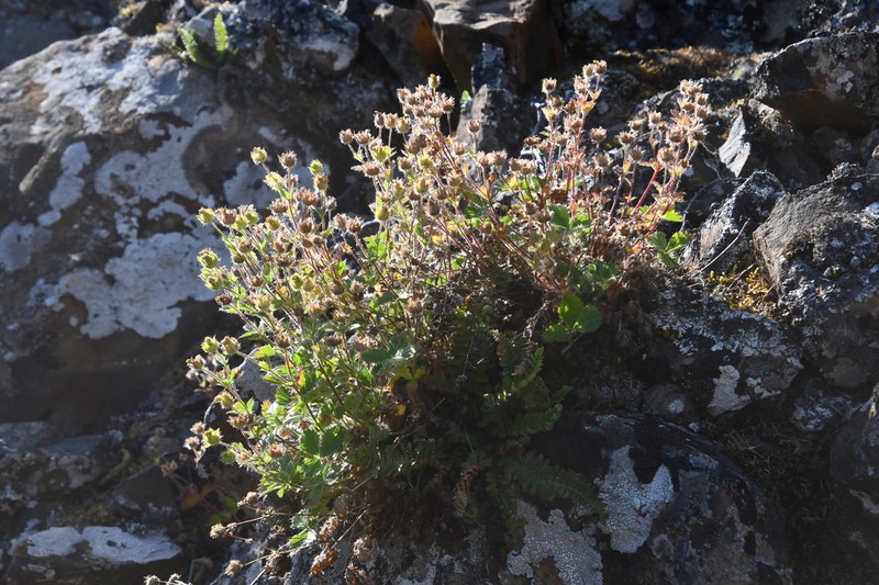 Potentilla asperrima photo 6