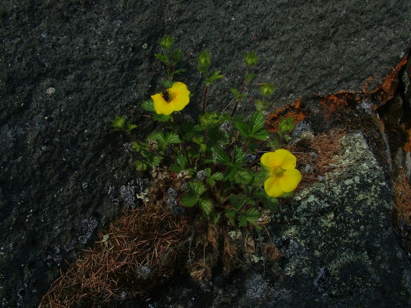 Potentilla asperrima photo 7