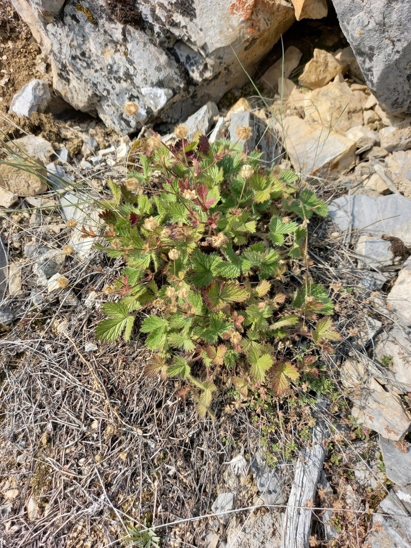 Potentilla asperrima photo 8
