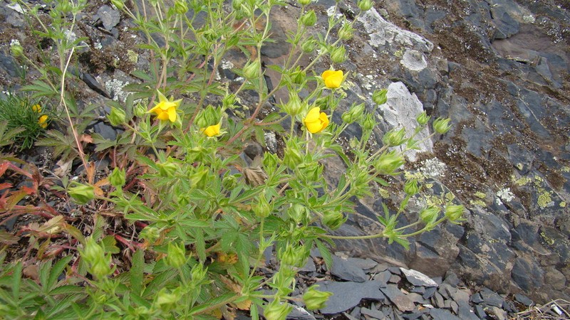Potentilla assalemica