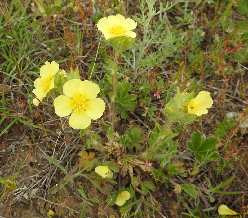 Potentilla astracanica