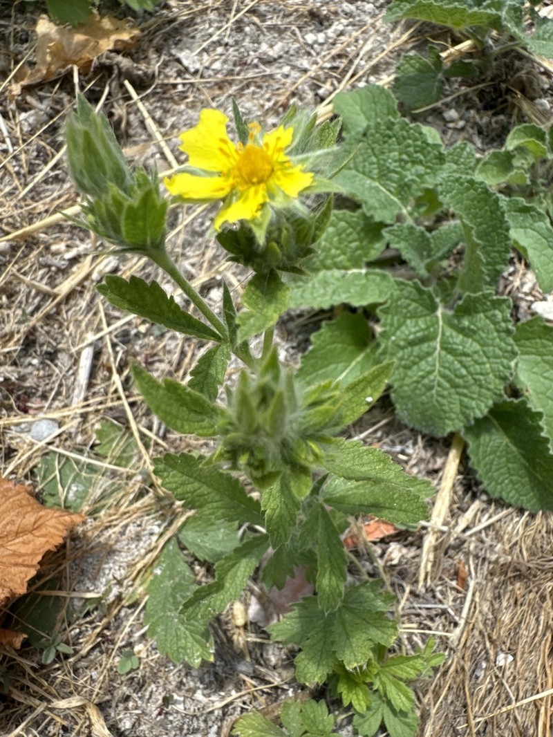 Potentilla astracanica photo 2