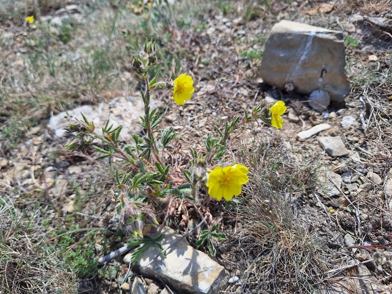 Potentilla astracanica photo 3