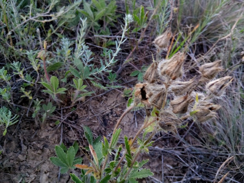 Potentilla astracanica photo 4