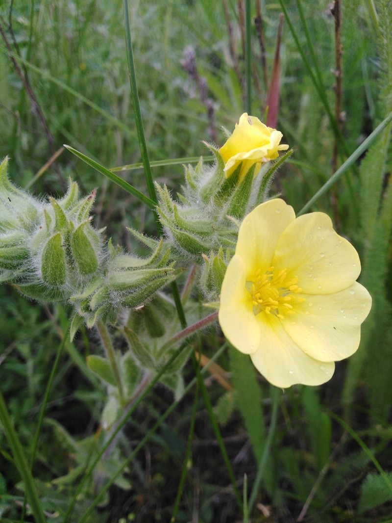 Potentilla astracanica photo 5