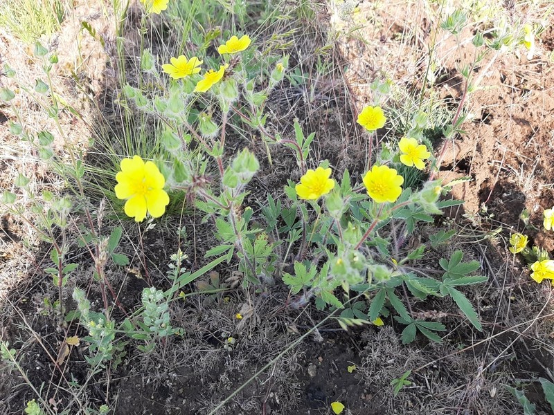 Potentilla astracanica photo 6