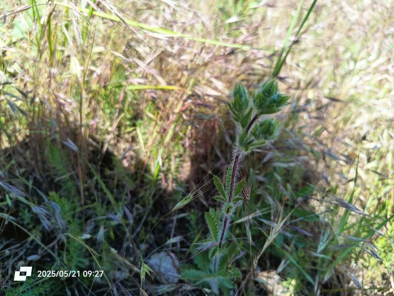 Potentilla astracanica photo 7