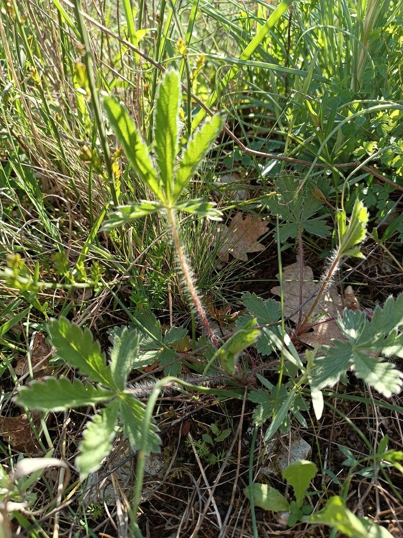 Potentilla astracanica photo 8