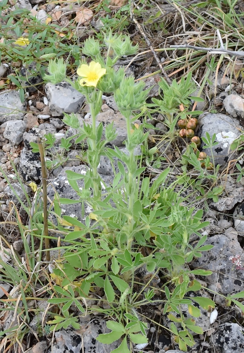 Potentilla astracanica subsp. callieri