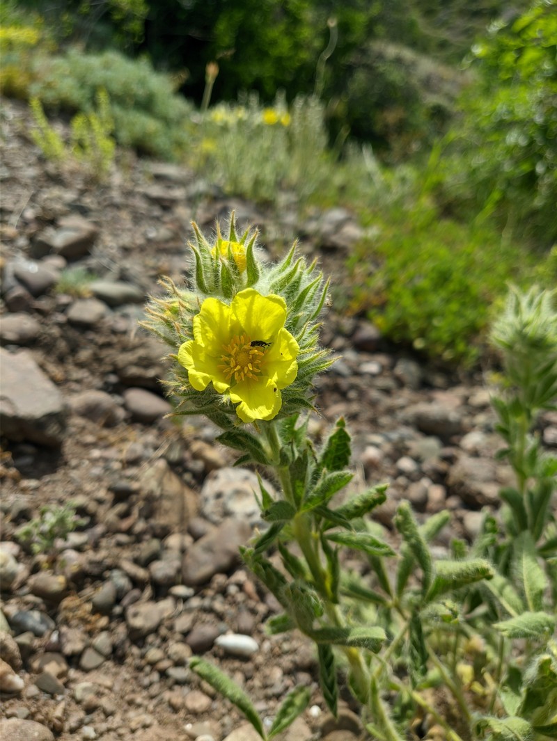Potentilla astracanica subsp. callieri photo 2