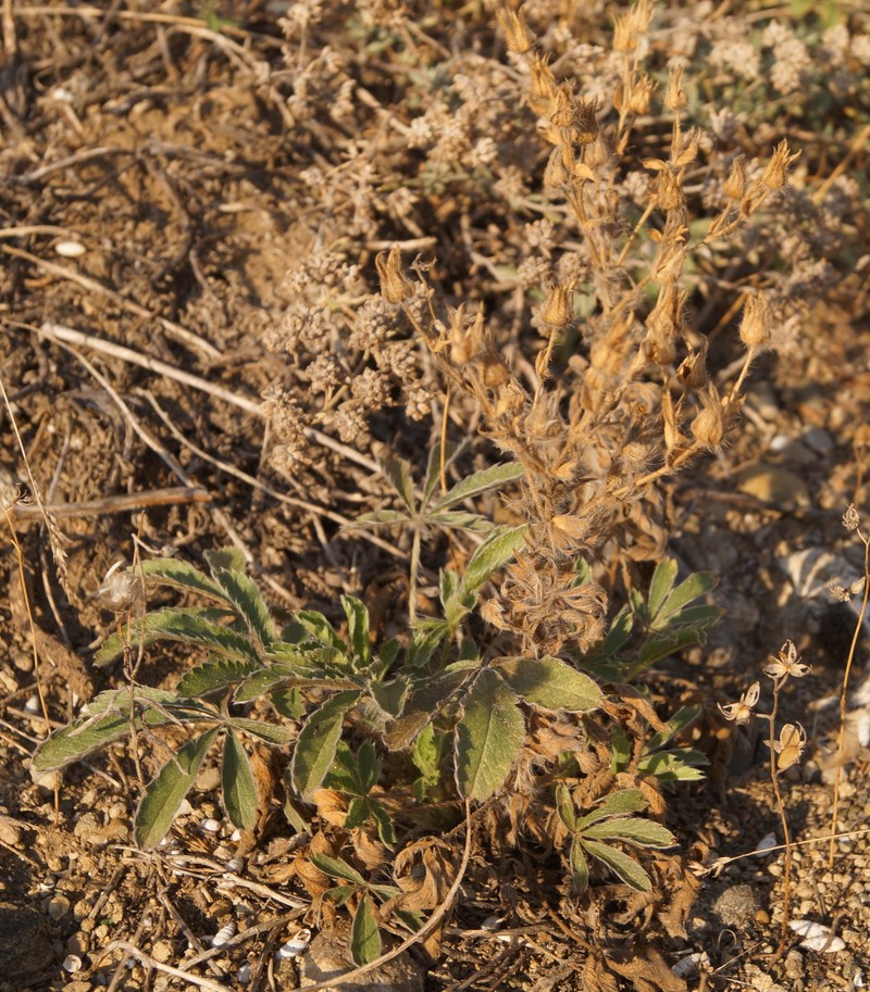 Potentilla astracanica subsp. callieri photo 3
