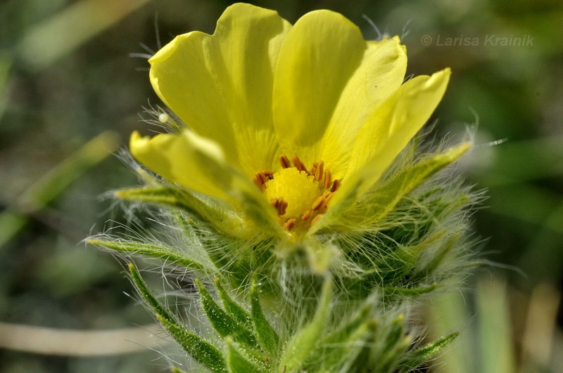 Potentilla astracanica subsp. callieri photo 4