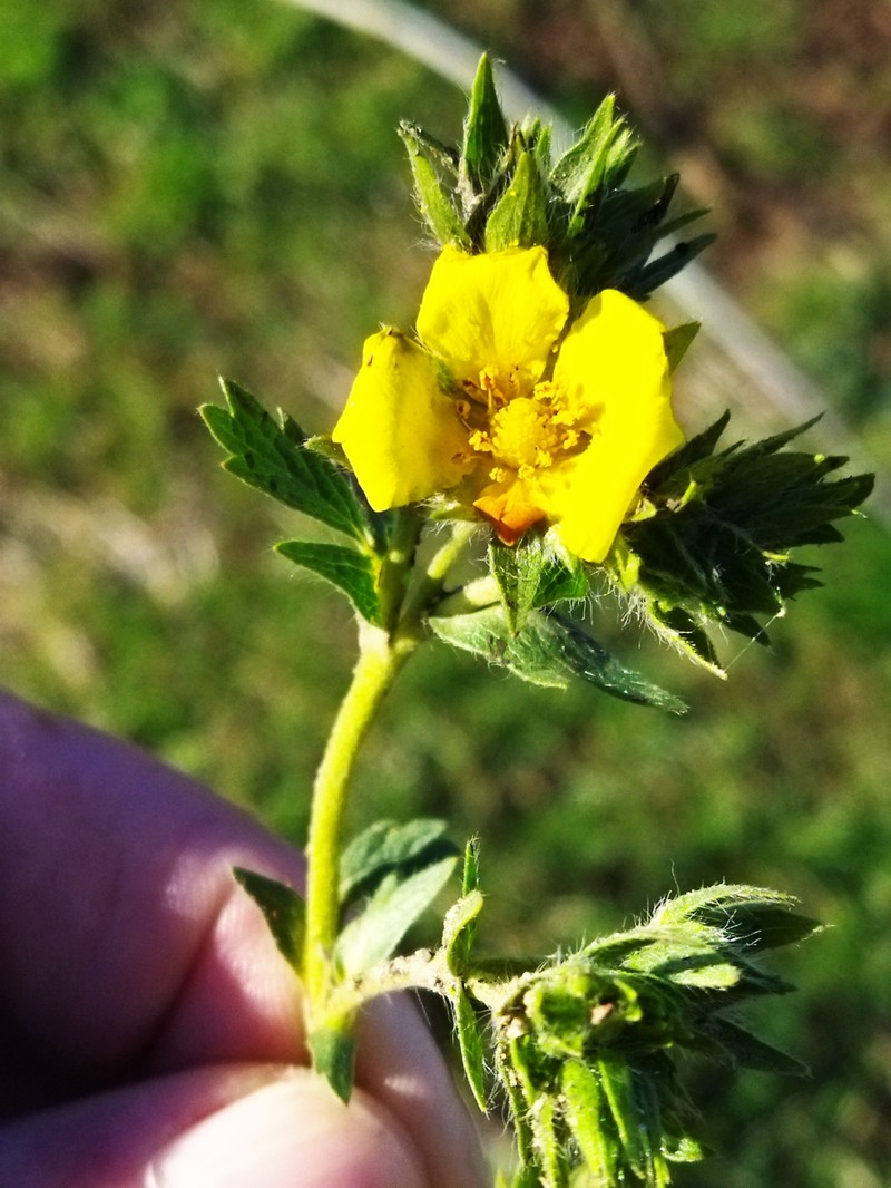 Potentilla astracanica subsp. pirotensis