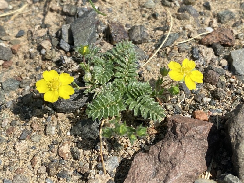 Potentilla astragalifolia