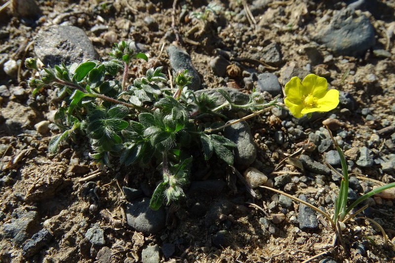 Potentilla astragalifolia photo 2