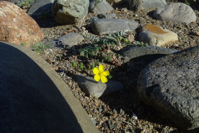 Potentilla astragalifolia photo 3