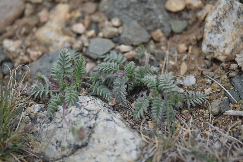 Potentilla astragalifolia photo 4