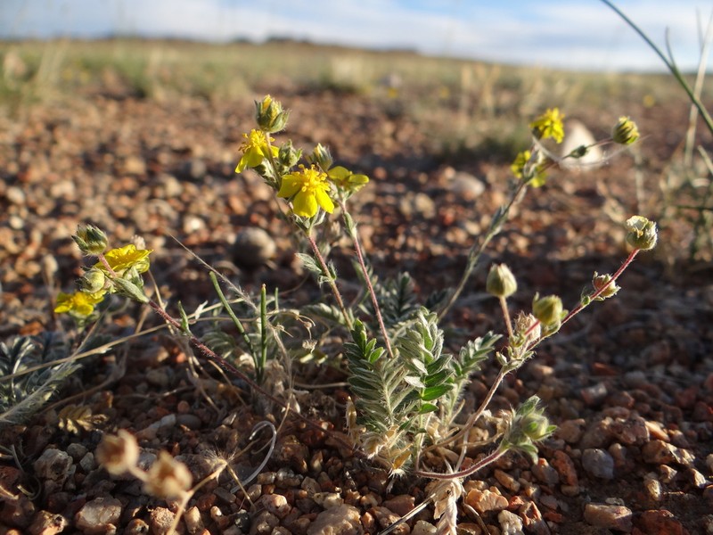 Potentilla astragalifolia photo 5