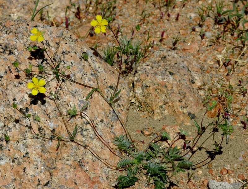 Potentilla astragalifolia photo 6