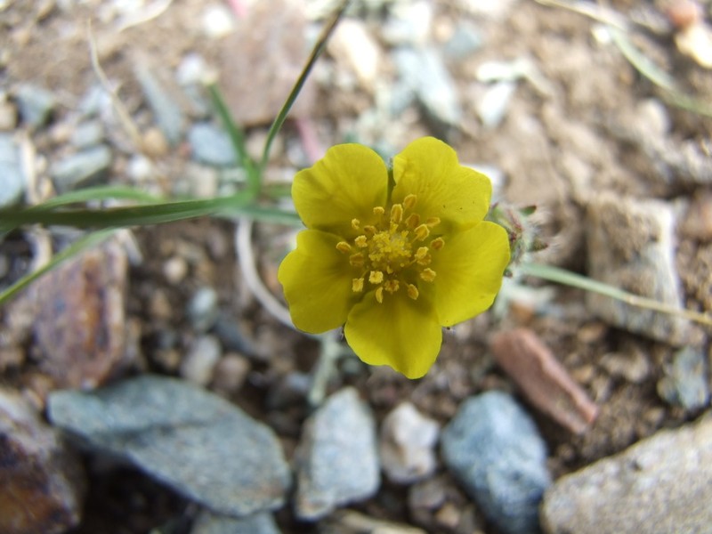 Potentilla astragalifolia photo 7