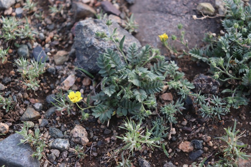 Potentilla astragalifolia photo 8