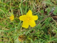Potentilla asturica