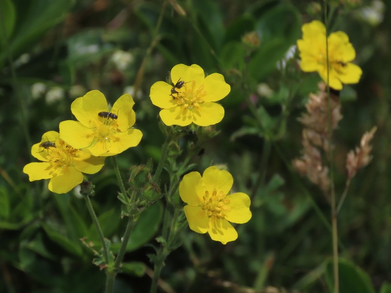 Potentilla asturica photo 2