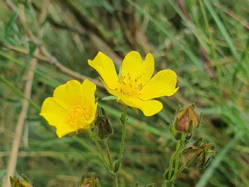 Potentilla asturica photo 3