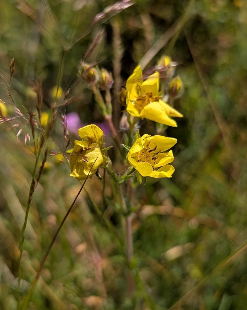 Potentilla asturica photo 4