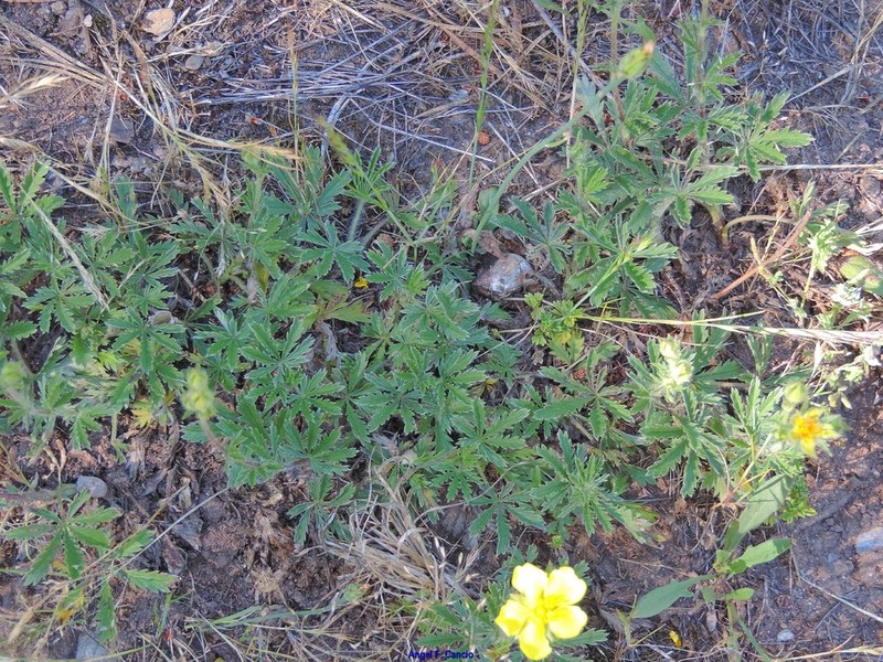 Potentilla asturica photo 5
