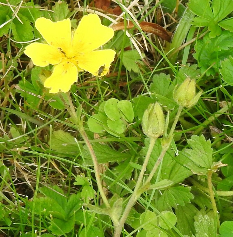 Potentilla asturica photo 6