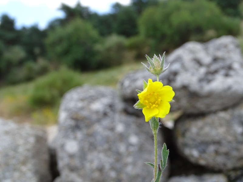 Potentilla asturica photo 7