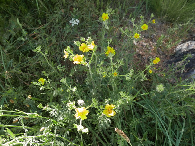 Potentilla asturica photo 8