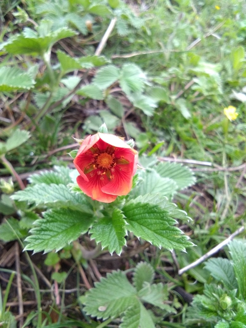Ruby Cinquefoil