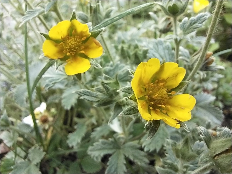 Ruby Cinquefoil photo 2
