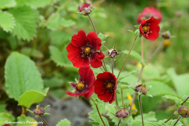 Ruby Cinquefoil photo 3