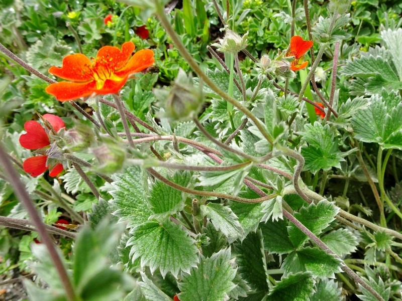 Ruby Cinquefoil photo 4