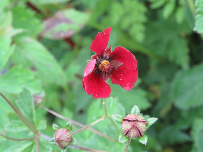 Ruby Cinquefoil photo 5