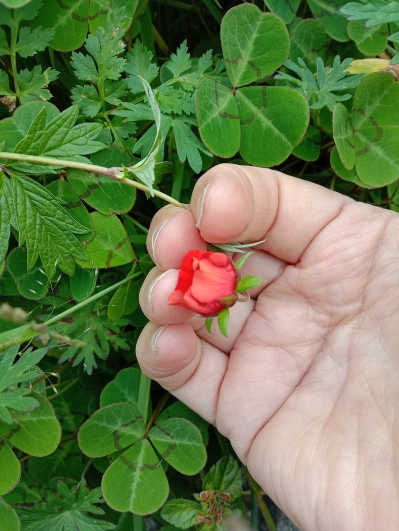 Ruby Cinquefoil photo 6