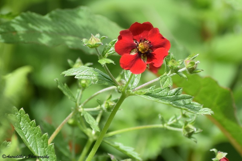 Ruby Cinquefoil photo 7