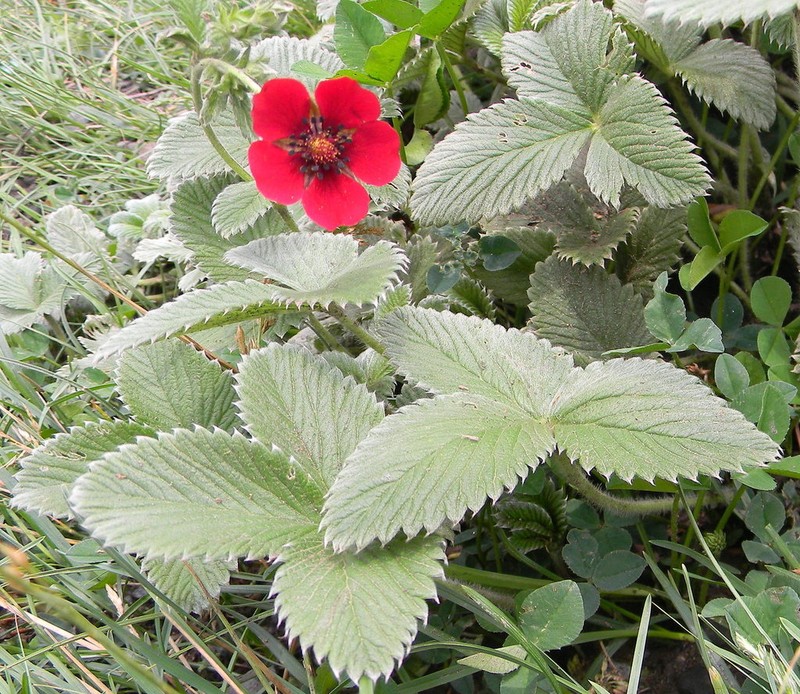 Ruby Cinquefoil photo 8