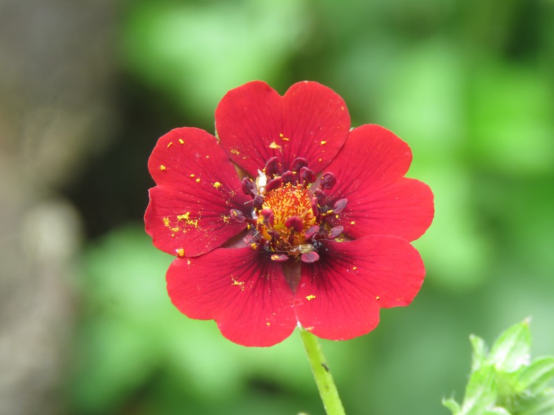 Ruby Cinquefoil photo 5