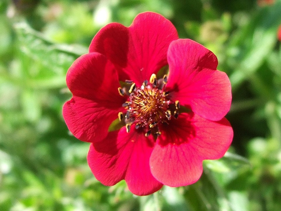 Ruby Cinquefoil